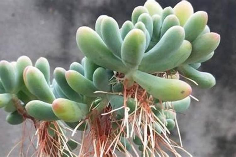 多肉夏天要不要施肥