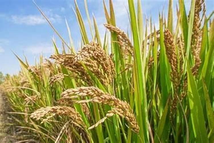 稻田封闭药对稻子有毒吗？