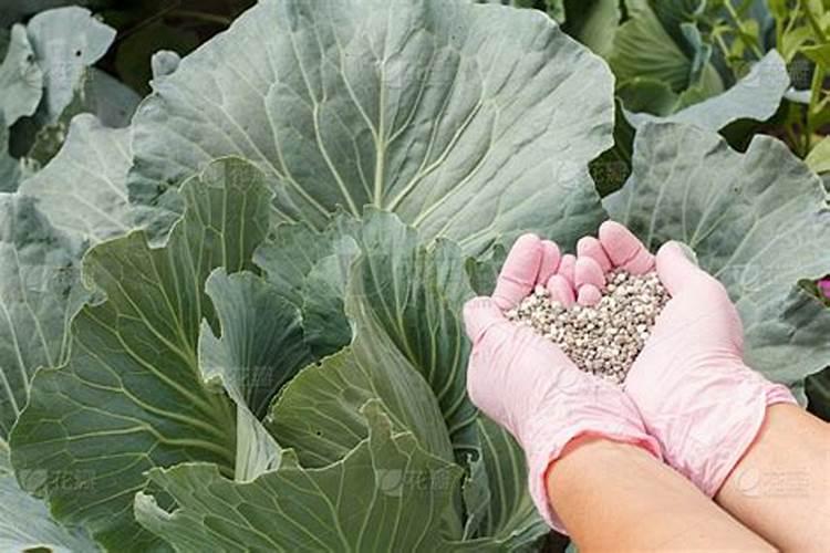 小白菜多久施肥 小白菜如何施肥更合适