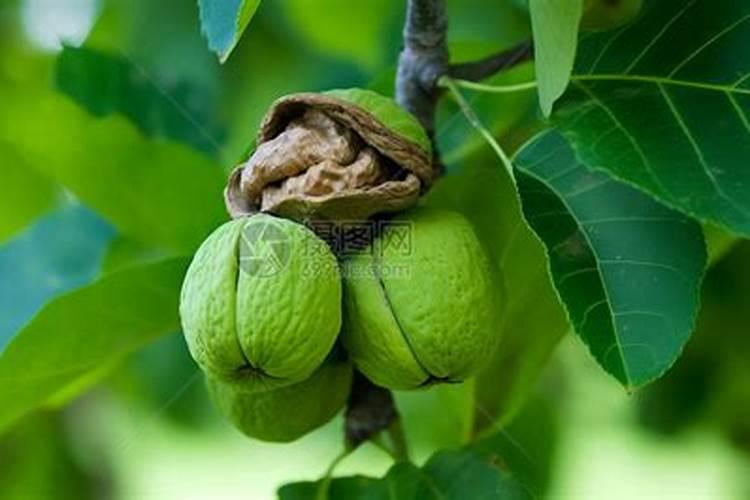 核桃树怎么施肥好？