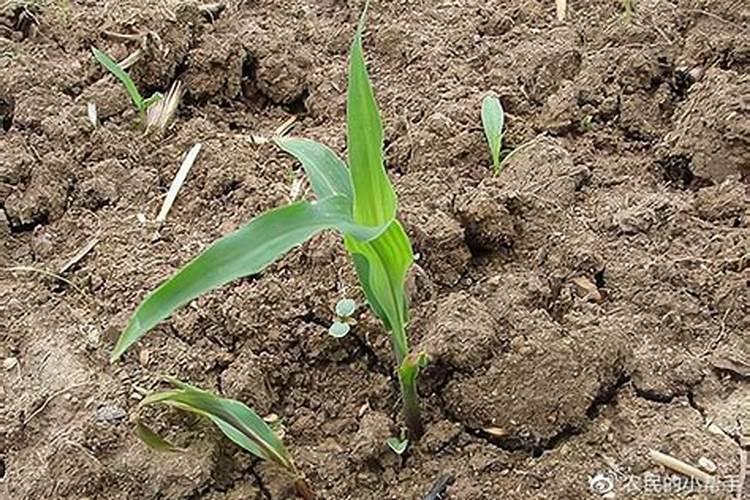 玉米苗后灭草地陪过几天才能打错药