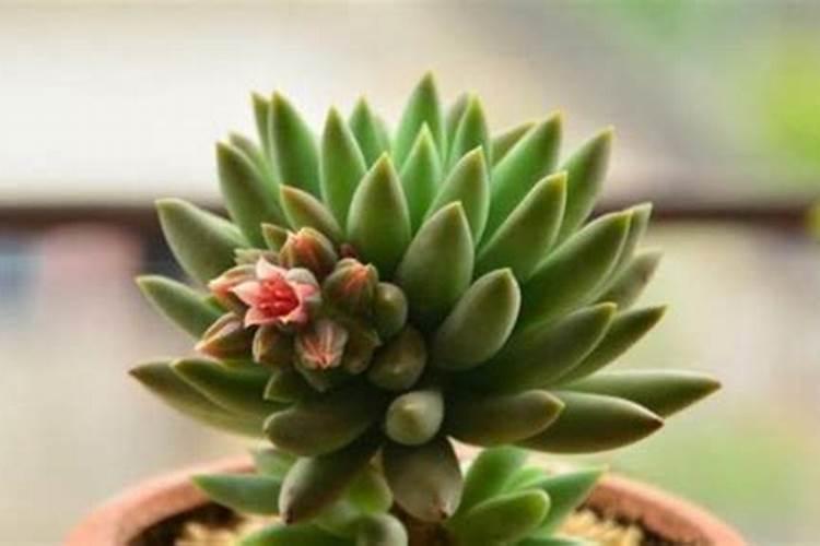 尿素可以浇多肉吗