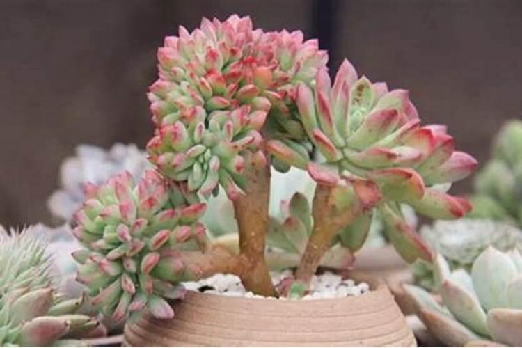 多肉施肥怎么施 多肉施肥的方法