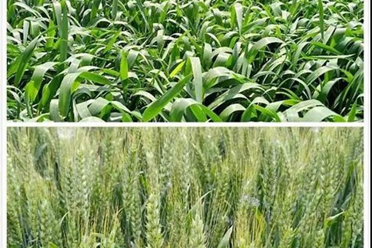 种小麦用什么肥料做底肥好