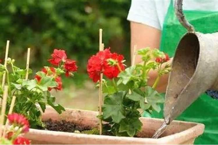 樱桃开花后用什么肥？