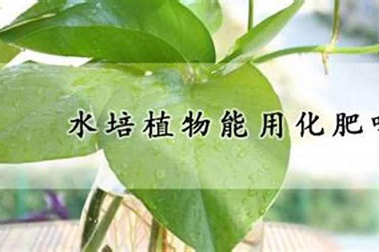 昙花长花蕾的时候可以施肥吗