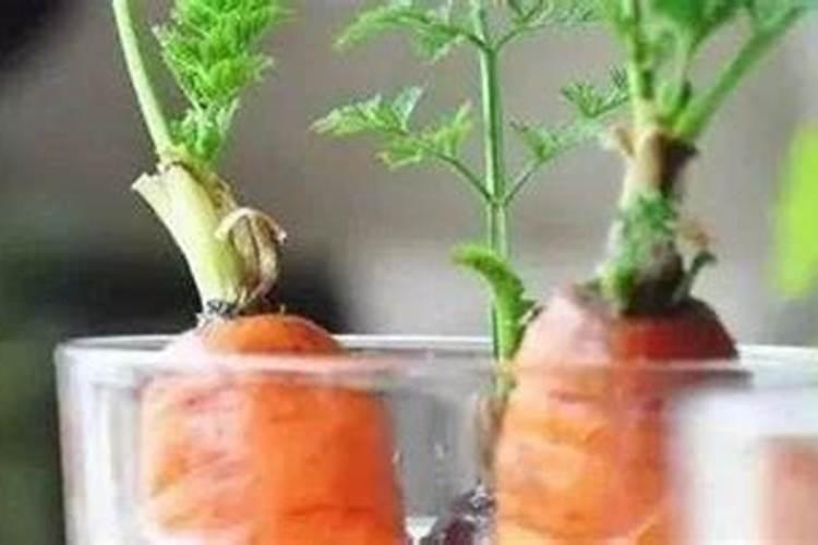 水培花卉用哪些肥