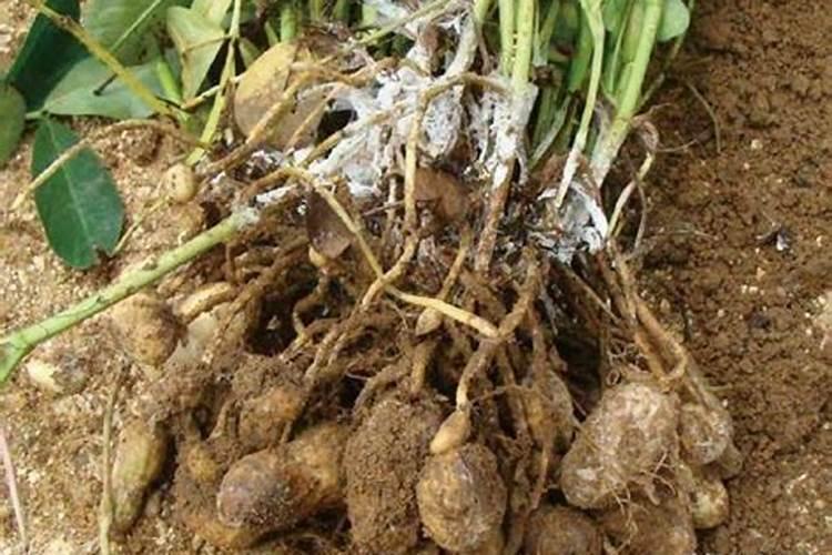 黄瓜施硼肥有什么好处