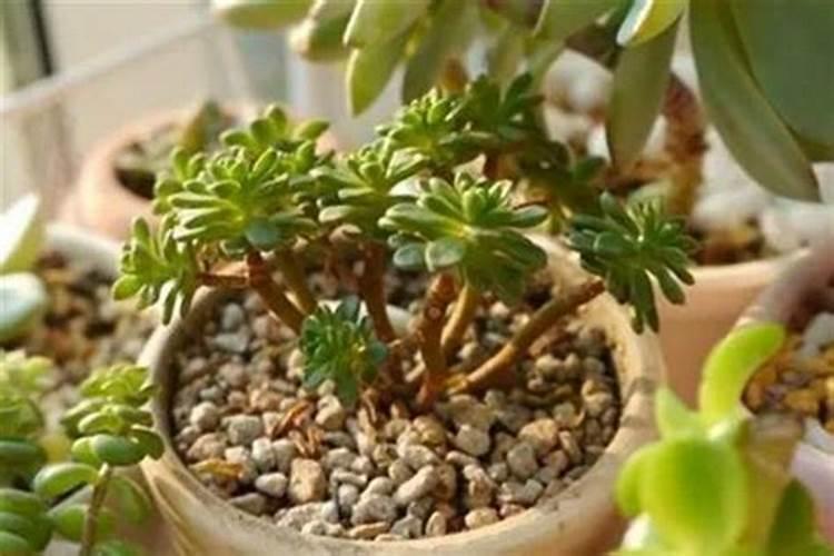 多肉浇叶面肥可以吗？