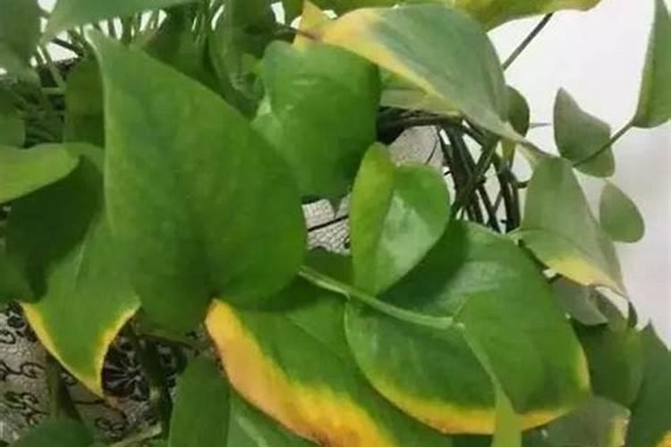 碗莲叶子枯黄是缺钾肥吗？