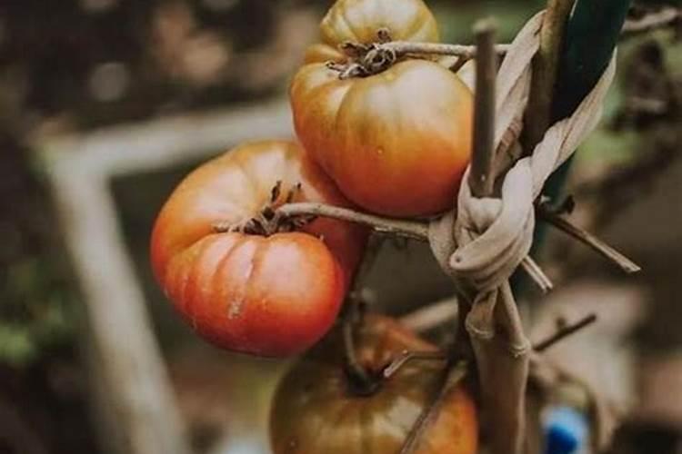 施可丰玉米专用肥价格表