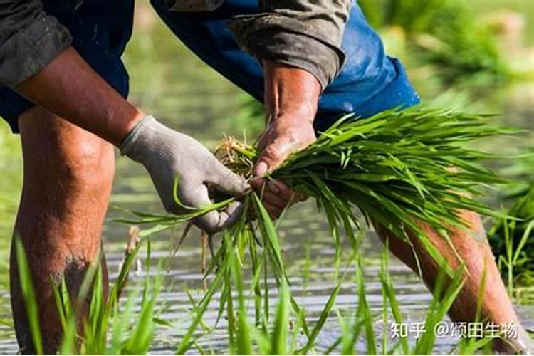 复合肥100斤价格表