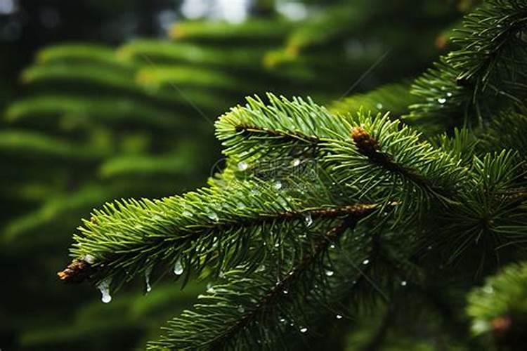 月季花施磷酸二氢钾肥料的正确用法