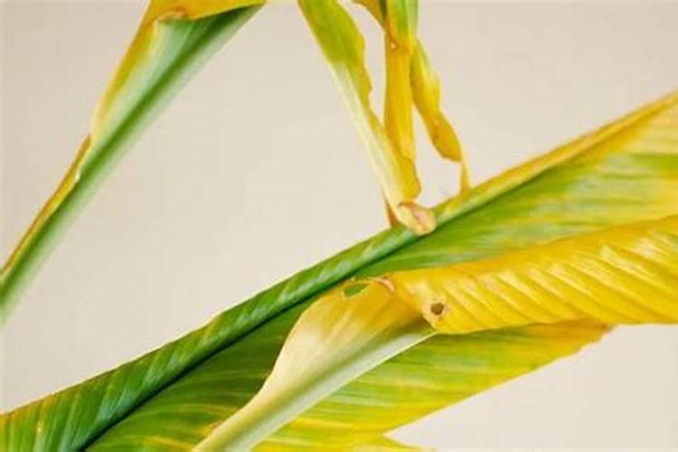 室内植物叶子发黄怎么办