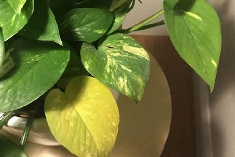 多裂棕竹叶片发黄喷什么肥？