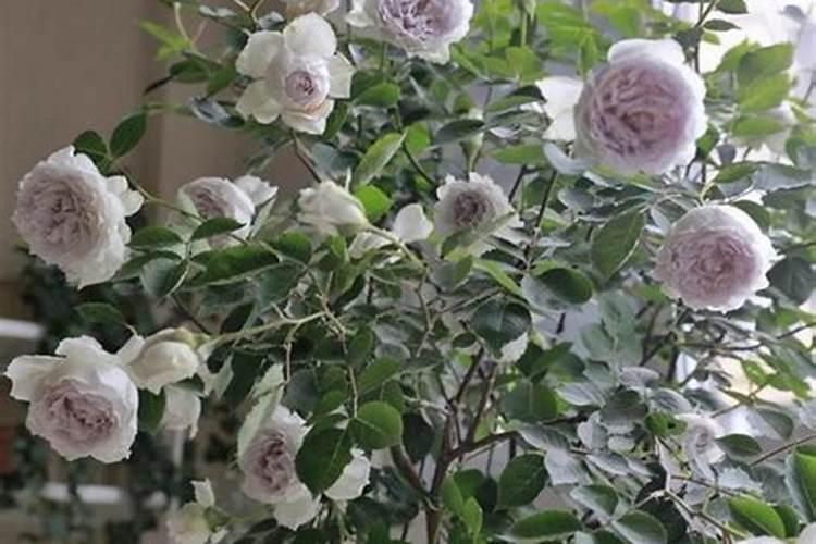 叶面肥的制作方法