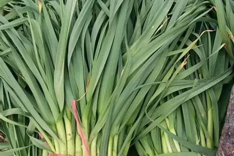 红蒜施肥过多,叶子发黄怎样处理？