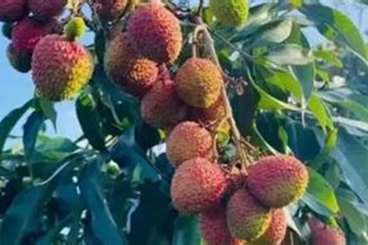 养花怎么补磷肥、磷肥可以养花吗