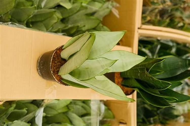 最肥沃的土壤是什么土壤