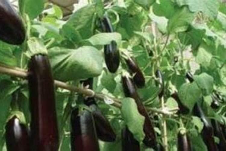 茄子如何管理才高产