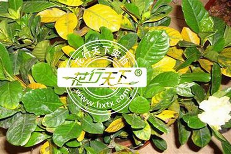 栀子花叶子发黄怎么办