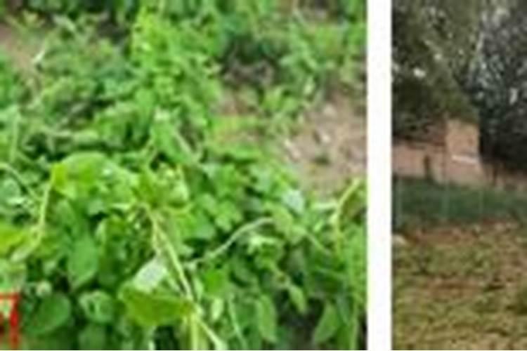 党参用什么肥能高产