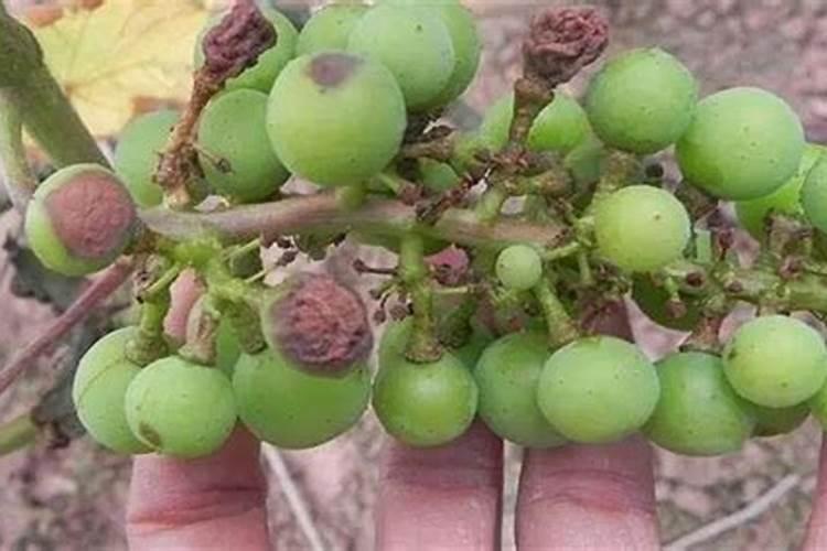 种葡萄土壤为什么缺硼肥