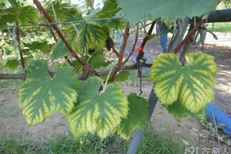 果树缺硼怎么办 果树缺硼症状有哪些