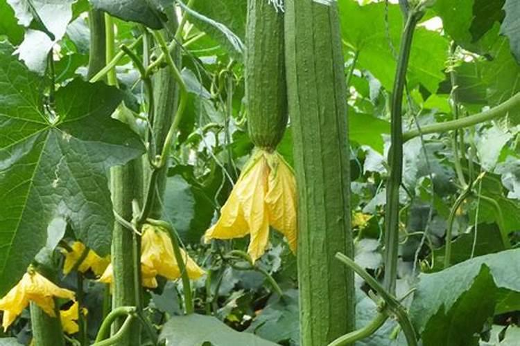 种丝瓜用什么肥料最好