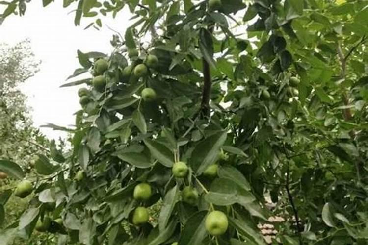 鹰嘴桃用什么肥料最好