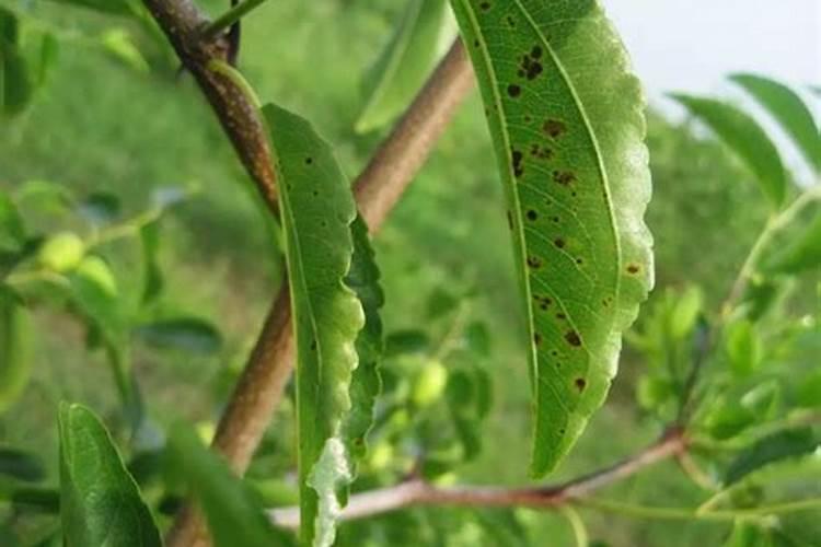 冬枣退青用什么叶面肥效果好？