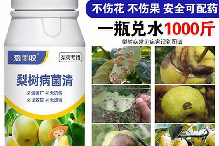 梨树最好三个肥料