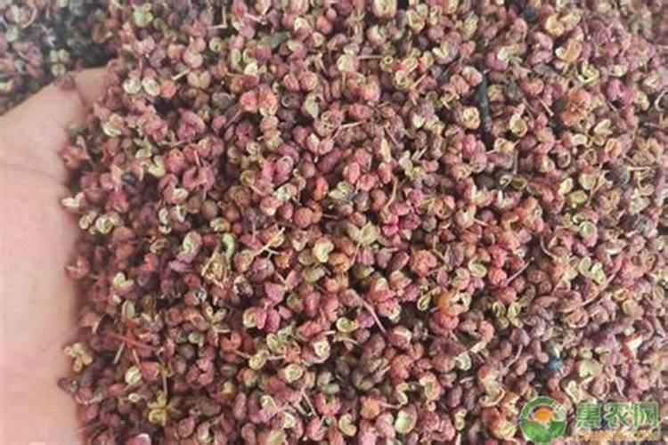 花椒叶面肥多久打好