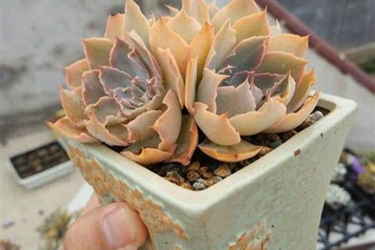 养花注意施肥浓度否则会引起肥害,肥害有哪些症状？