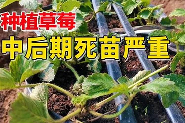 蓝莓肥害的5大表现