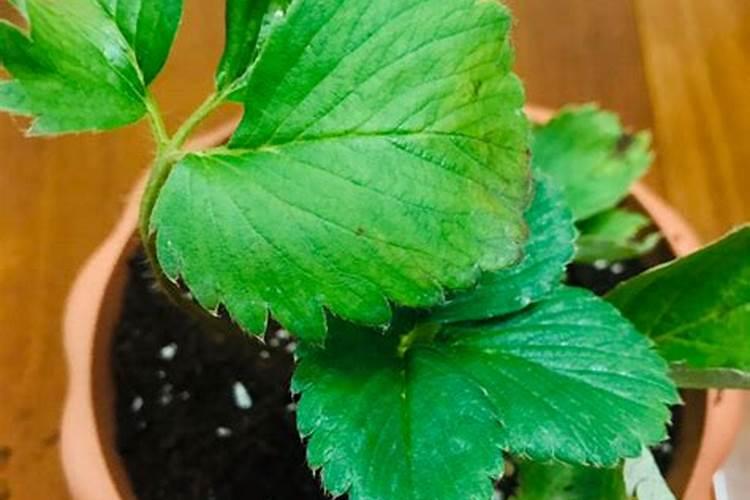 草莓苗什么时候施肥 草莓苗种植多久能施肥