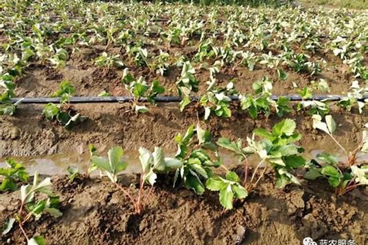 草莓移栽后多久施肥 草莓移栽后何时施肥