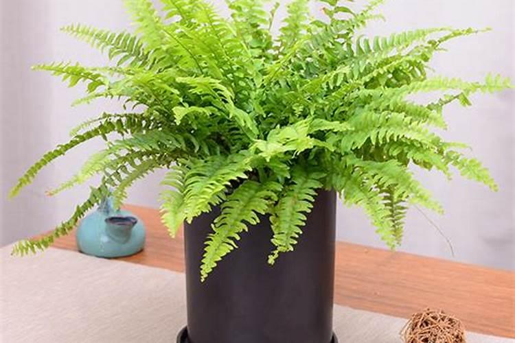 还把蓝星水龙骨叫“贯众蕨”？叫蓝星蕨最贴切,耐旱又耐晒