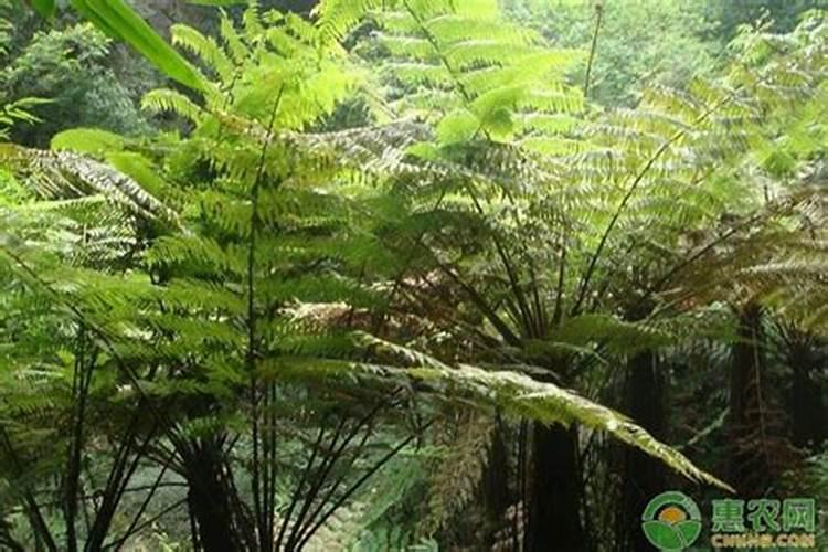金丝猴蕨的养殖方法和注意事项是什么？