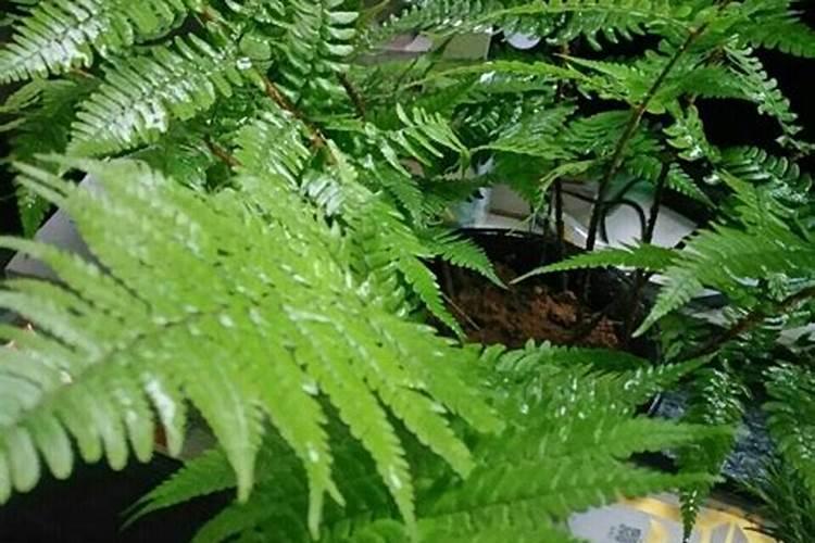 关于如何养好蕨类植物
