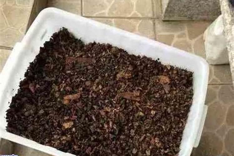 茶叶如何沤花肥 茶叶怎么发酵当肥料