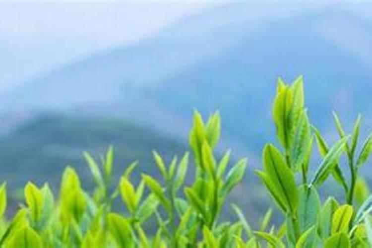 泡过的茶叶渣能直接埋花土里吗