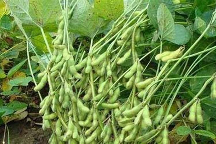毛豆结荚期可以施肥吗