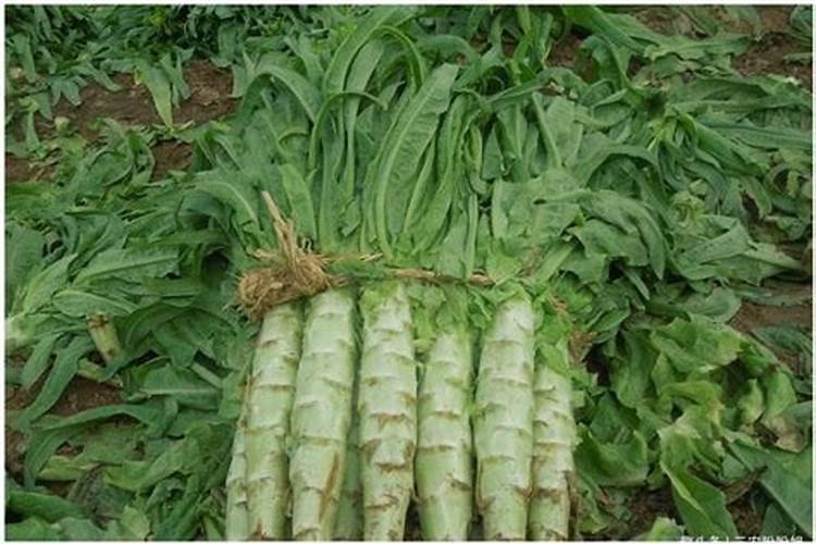 二月份能给茉莉花换盆吗