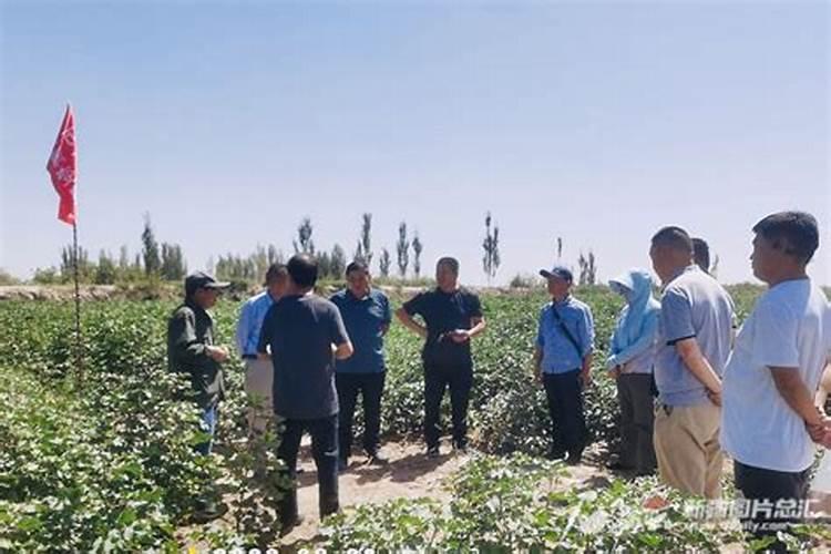 红薯控旺用烯效唑和甲环酸钙混合能用吗