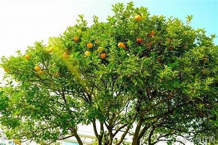 玉米打什么叶面肥最好