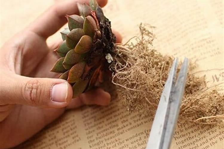 多肉植物怎么栽种