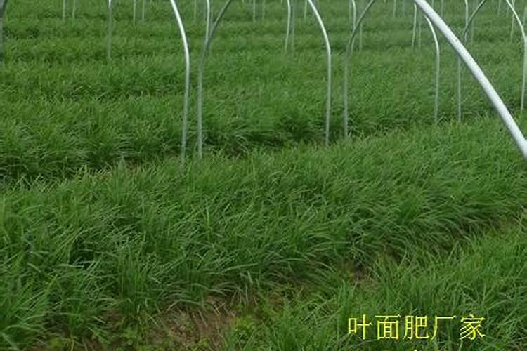 韭菜施什么叶面肥最好