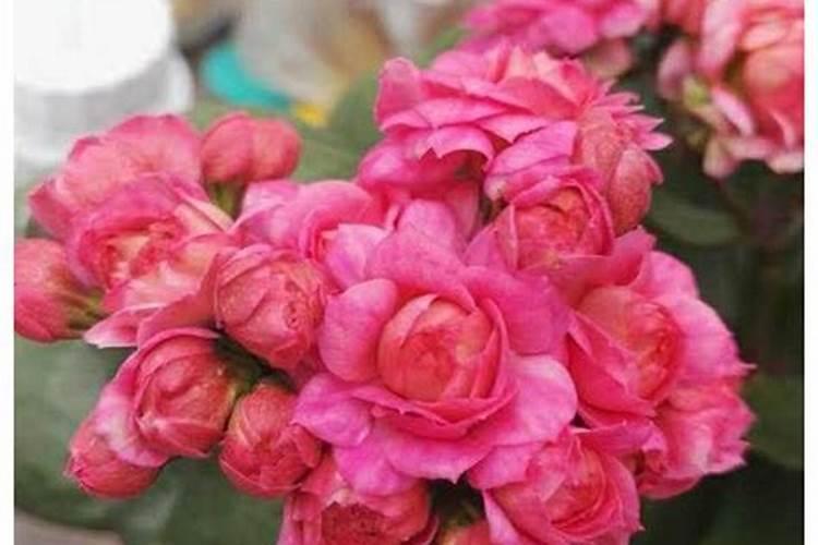 西红柿喷花用震动棒代替咋样,对膨果有影响吗？