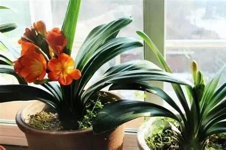 君子兰能浇磷酸二氢钾吗？